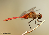 Red-tailed Pennant