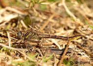 Sandhill Clubtail