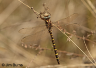 Sarracenia Spiketail