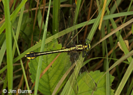 Skillet Clubtail