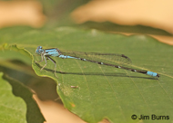 Slender Bluet