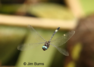 Slender Clubskimmer