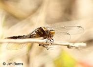 Southern Snaketail