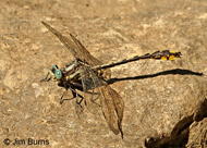 Tennessee Clubtail