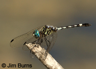 Thornbush Dasher