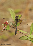 Twin-striped Clubtail