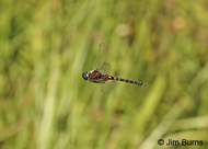 Uhler's Sundragon