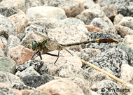 Unicorn Clubtail