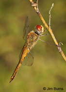 Wandering Glider