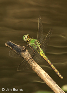 Western Pondhawk