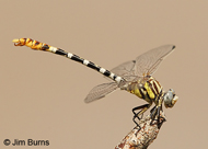 White-belted Ringtail