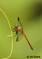 Gray-waisted Skimmer