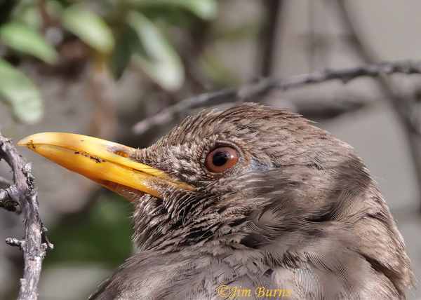 Chiguanco Thrush head shot--4379