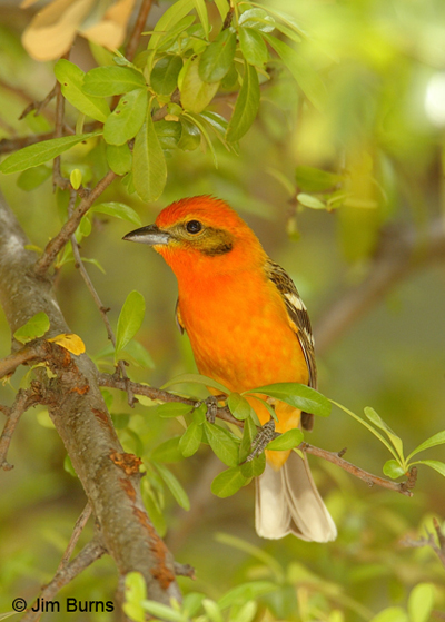 Flame-colored Tanager