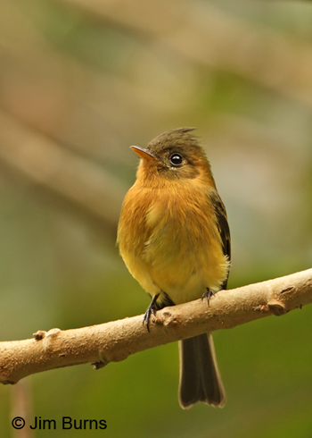 Tufted Flycatcher