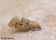 Achyra occidentalis