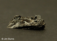 Alfalfa Looper Moth