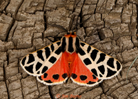 Apantesis incorrupta