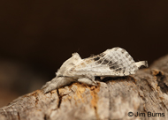 Apotolype brevicrista 