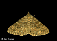 Archirhoe neomexicana