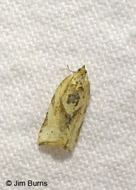 Argyrotaenia dorsalana