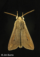 Armyworm Moth