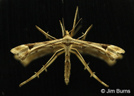 Artichoke Plume Moth