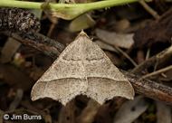 Baccharis Inch Worm Moth