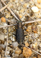 Backroad Tiger Beetle