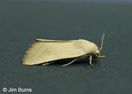 Bagisara buxea