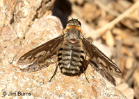 Bee Fly
