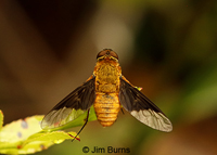 Bee Fly