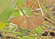 Besma rubritincta