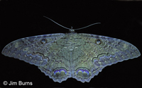 Black Witch Moth