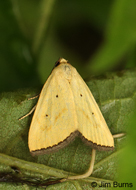 Black-bordered Lemon Moth