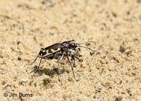 Bronzed Tiger Beetls