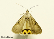 Bulia deducta