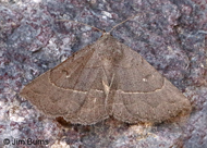 Caripeta ocellaria