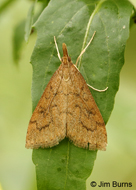 Celery Leaftier Moth