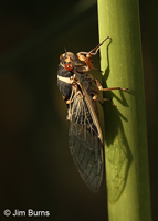 Citrus Cicada