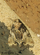 Cloaked Marvel Moth