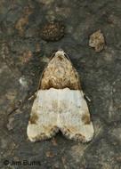 Cobubatha dividua