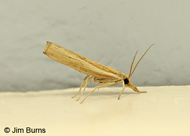 Common Grass-veneer