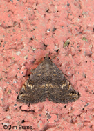 Cruel Toxonprucha Moth