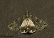 Cucullia antipoda