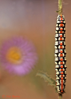 Cucullia dorsalis