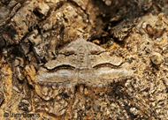 Curve-lined Angle Moth