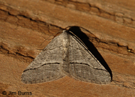 Digrammia burneyata
