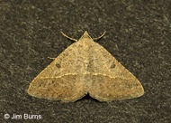 Digrammia irrorata
