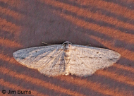 Digrammia pallorata